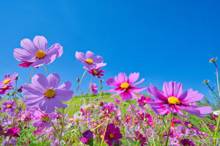 Awaji Hanasajiki Park