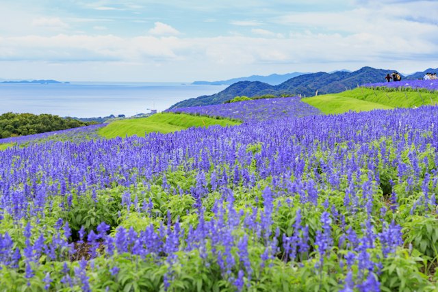 Awaji Hanasajiki Park, Awaji Island, Hyogo - Trip To Japan