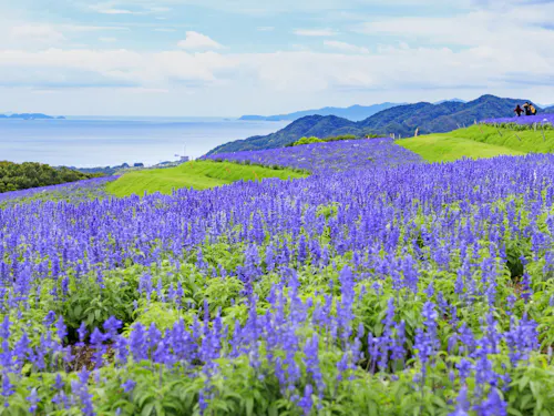 Awaji Hanasajiki Park Awaji Hanasajiki Park