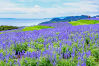 Awaji Hanasajiki Park