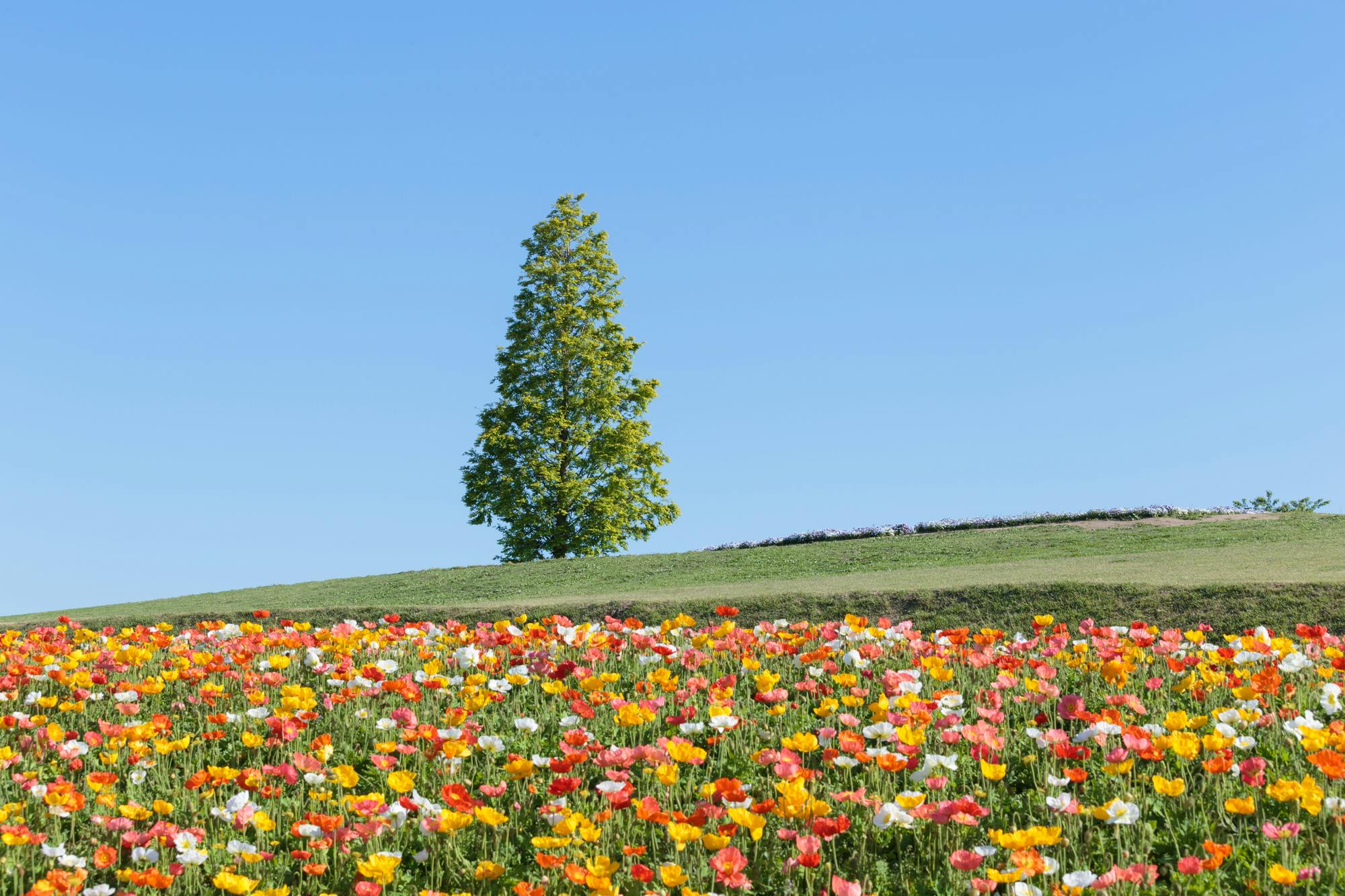 Awaji Hanasajiki Park