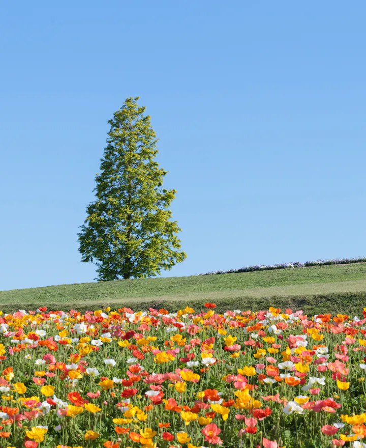 Awaji Hanasajiki Park Awaji Hanasajiki Park