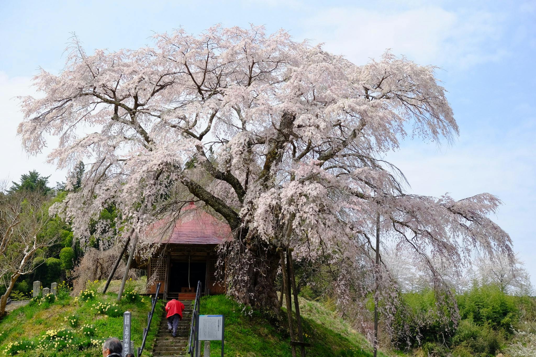 Benishidare Jizo Cherry Blossom