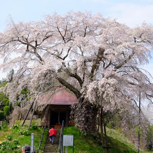 Benishidare Jizo Cherry Blossom Benishidare Jizo Cherry Blossom