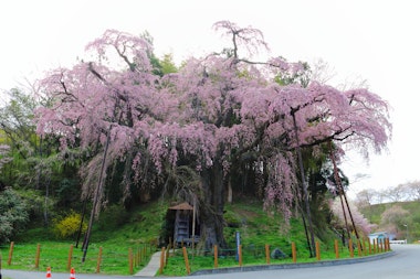 Benishidare Jizo Cherry Blossom