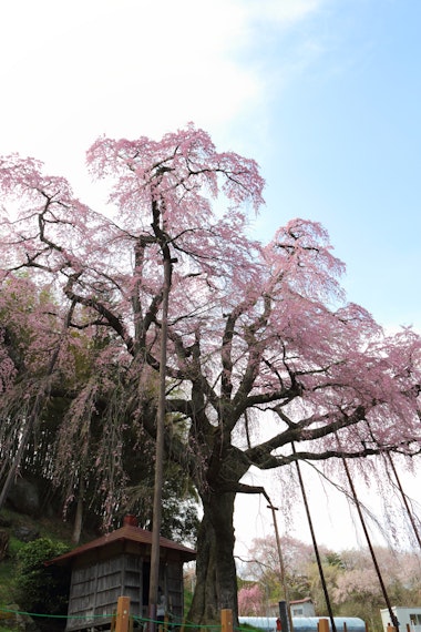 Benishidare Jizo Cherry Blossom