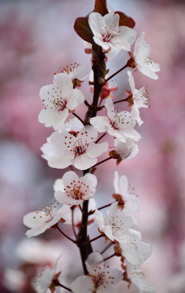 Benishidare Jizo Cherry Blossom