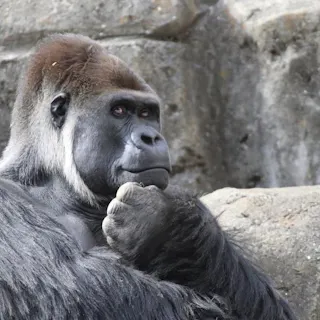 Chiba City Zoological Park