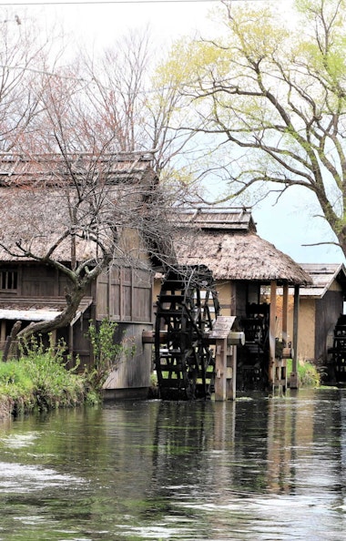 Daio Wasabi Farm Daio Wasabi Farm