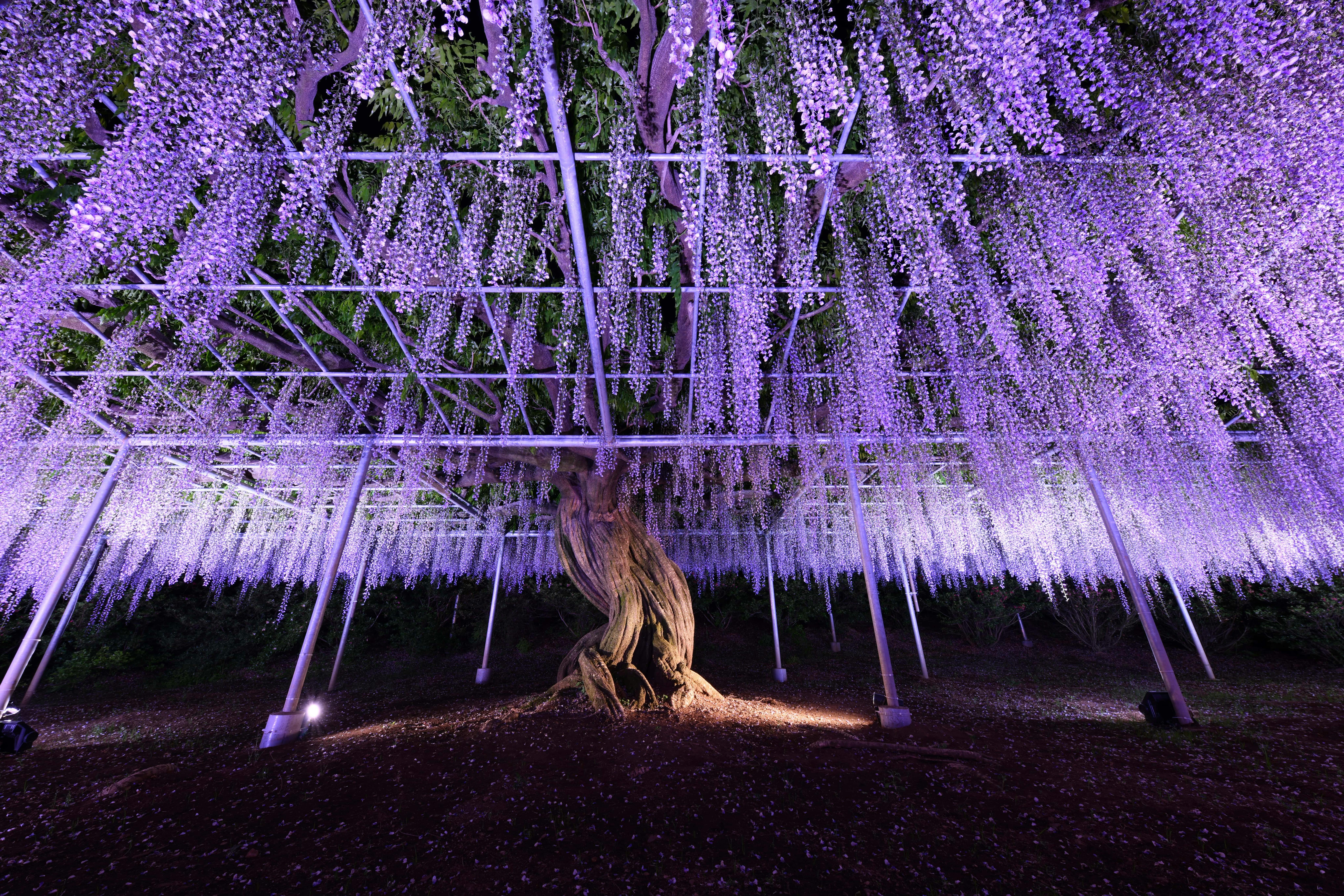 Ashikaga Flower Park