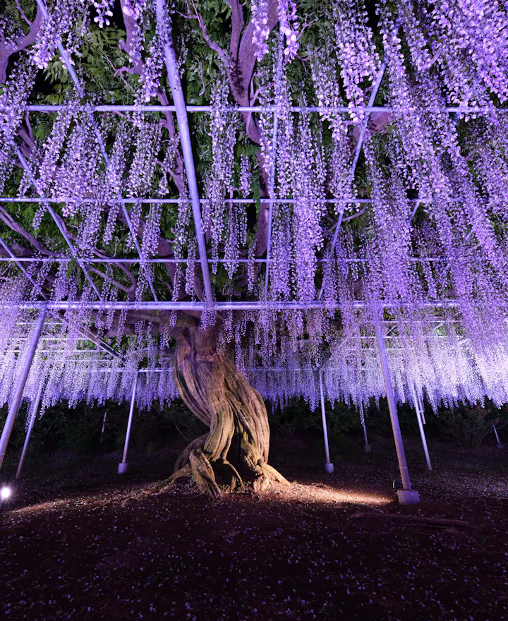Ashikaga Flower Park Ashikaga Flower Park