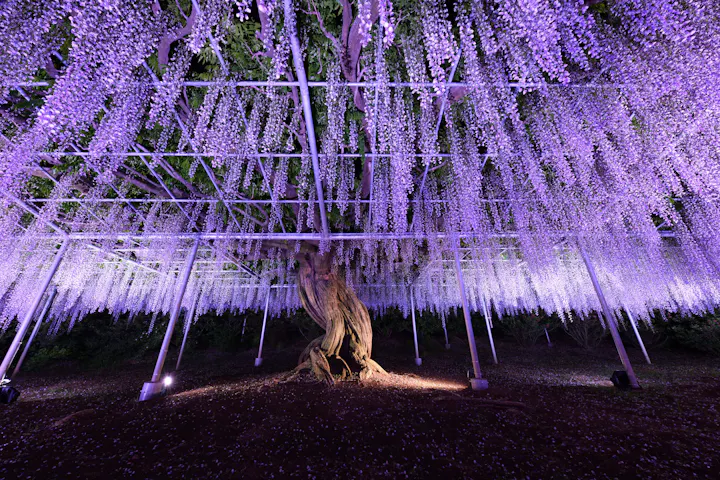 Ashikaga Flower Park