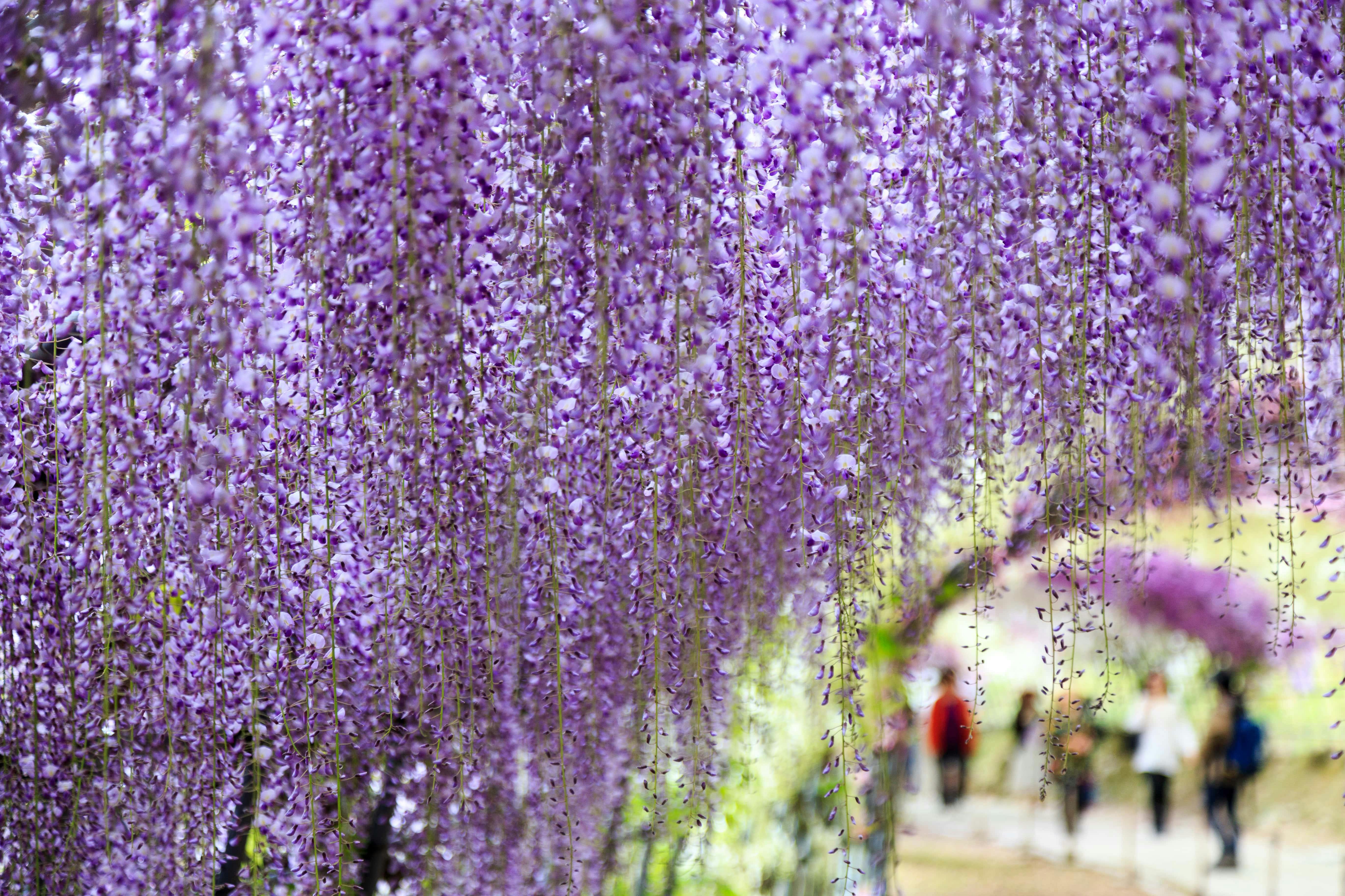 Kawachi Fuji Garden