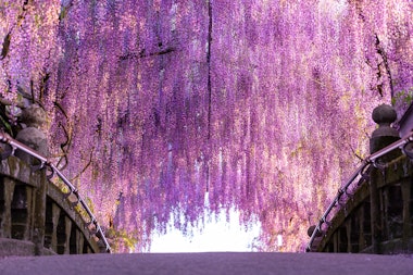 Kawachi Fuji Garden