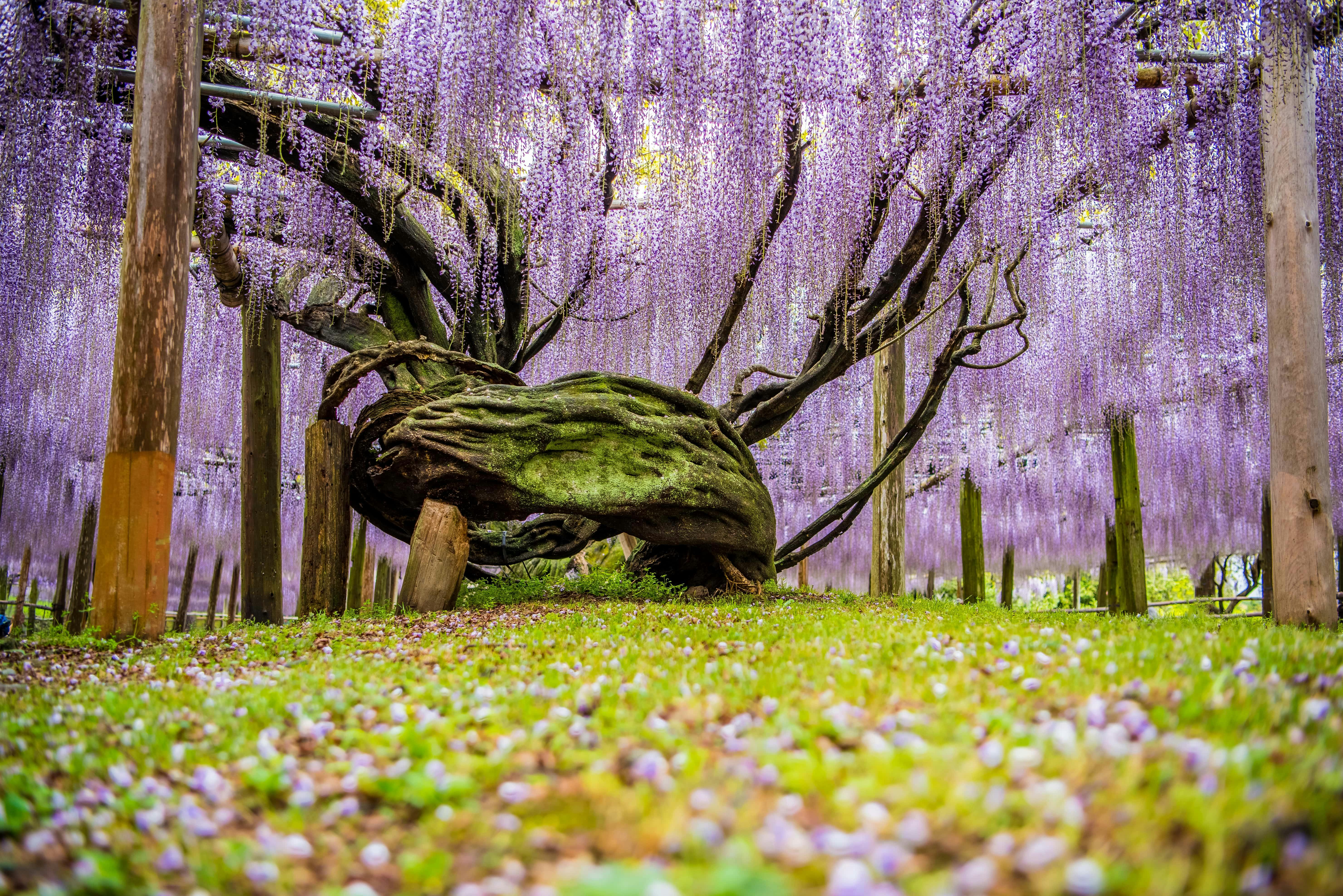 Kawachi Fuji Garden
