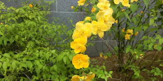 Fukui City Tachibana Akira Memorial Literature Museum