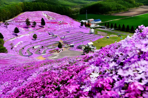 Higashimokoto Shibazakura Park