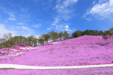 Higashimokoto Shibazakura Park