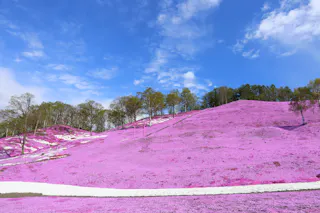 Higashimokoto Shibazakura Park