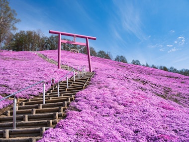 Higashimokoto Shibazakura Park