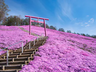 Higashimokoto Shibazakura Park