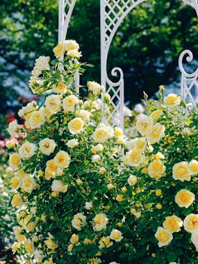 Himeji Rose Garden