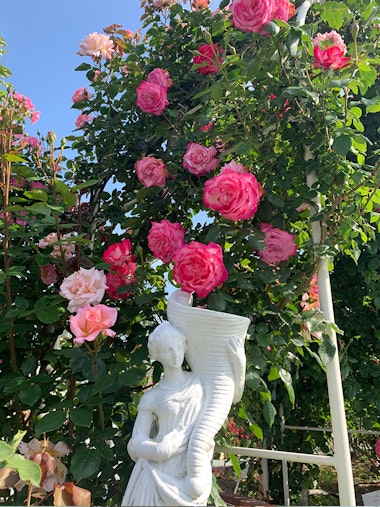Himeji Rose Garden