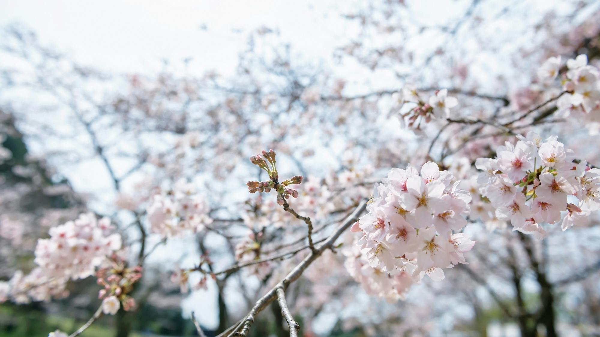 Homangu Kamado Shrine