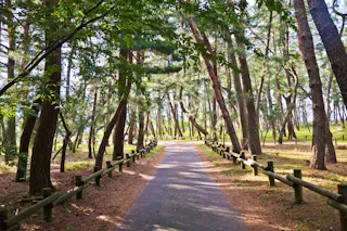 Kehi no Matsubara
