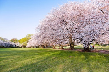 Kinuta Park