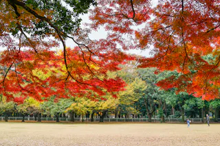 Kinuta Park