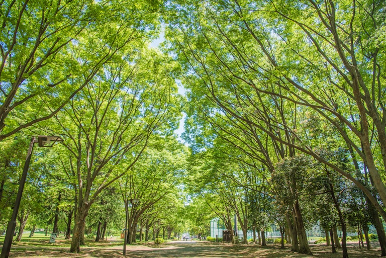 Kinuta Park