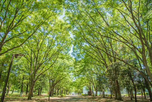 Kinuta Park