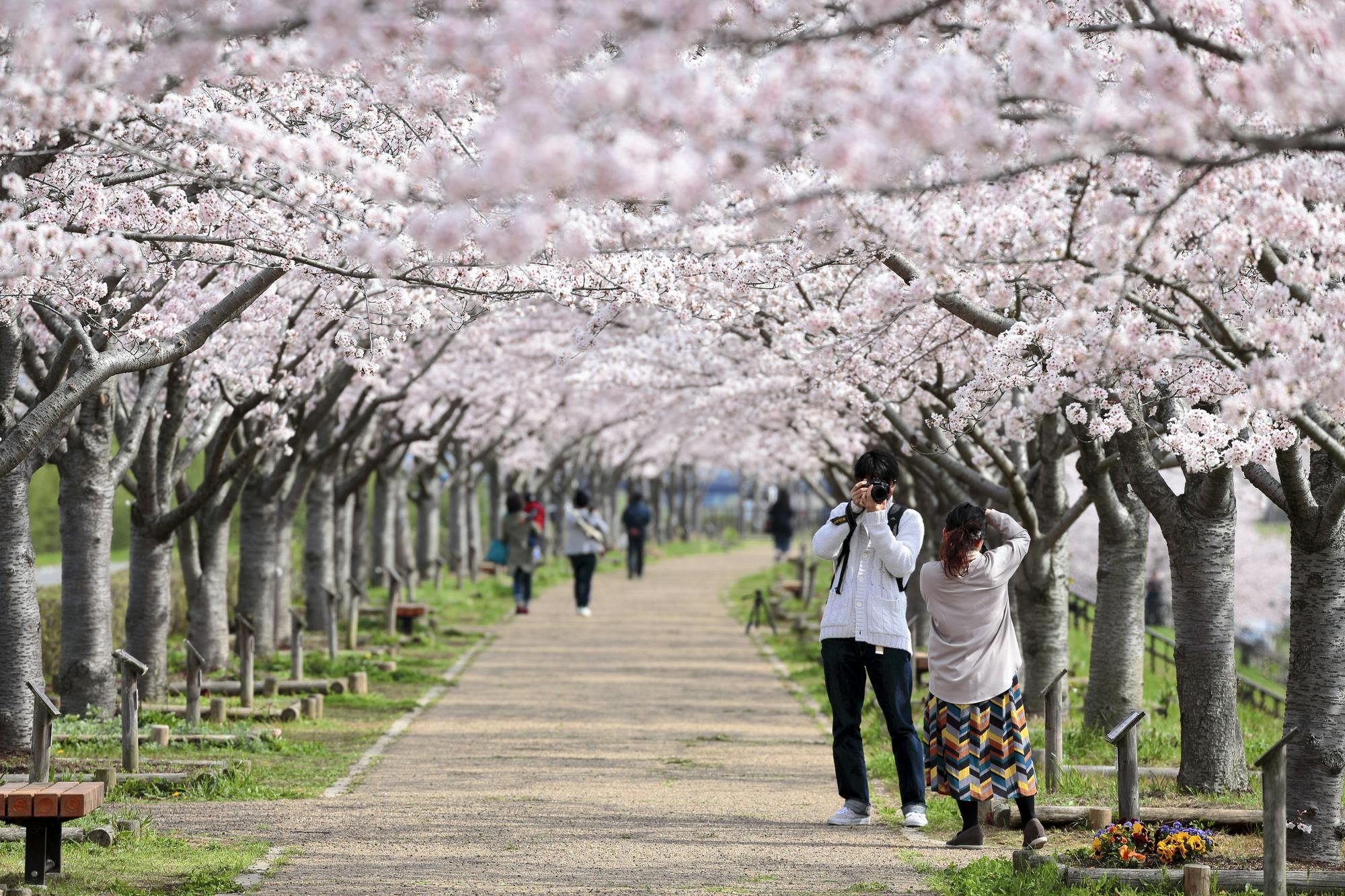 Kobe Sakurazaka Takao Dori (Sakura Tunnel)