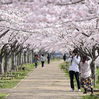 Kobe Sakurazaka Takao Dori (Sakura Tunnel) Kobe Sakurazaka Takao Dori (Sakura Tunnel)