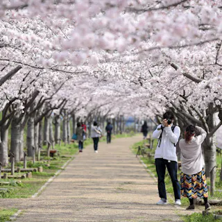 Kobe Sakurazaka Takao Dori (Sakura Tunnel) Kobe Sakurazaka Takao Dori (Sakura Tunnel)