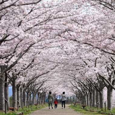 Kobe Sakurazaka Takao Dori (Sakura Tunnel) Kobe Sakurazaka Takao Dori (Sakura Tunnel)