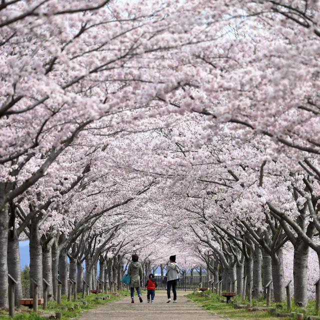 Kobe Sakurazaka Takao Dori (Sakura Tunnel) Kobe Sakurazaka Takao Dori (Sakura Tunnel)