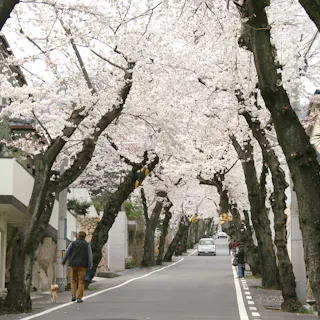 Kobe Sakurazaka Takao Dori (Sakura Tunnel) Kobe Sakurazaka Takao Dori (Sakura Tunnel)