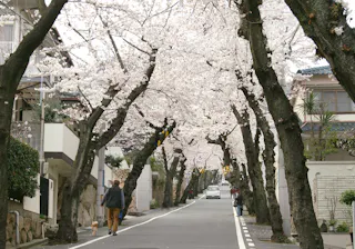 Kobe Sakurazaka Takao Dori (Sakura Tunnel)