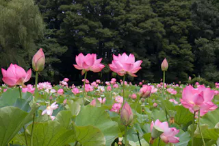 Koga Kubo Park (Furukawa Comprehensive Park)