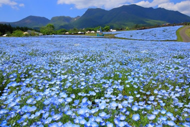Kuju Flower Park