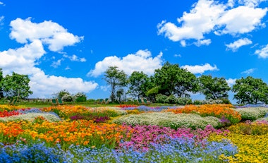 Kuju Flower Park