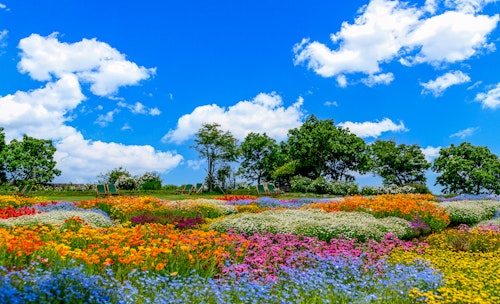 Kuju Flower Park