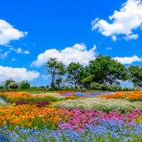 Kuju Flower Park Kuju Flower Park