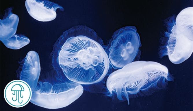 Marine World Uminonakamichi