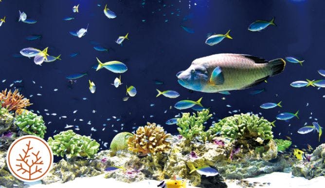 Marine World Uminonakamichi