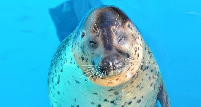 Marine World Uminonakamichi