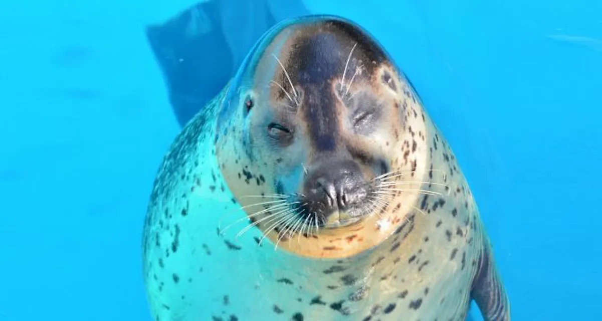 Marine World Uminonakamichi Marine World Uminonakamichi