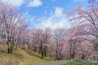 Miyama Pass Sakura Garden